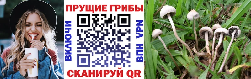 Галлюциногенные грибы мицелий Купить где Светогорск